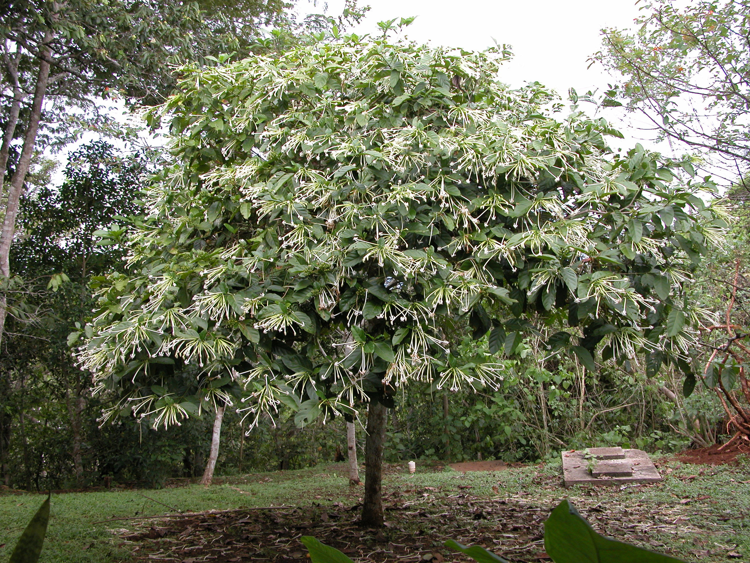 درخت گل سوزنی